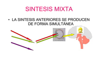 SINTESIS MIXTA LA SINTESIS ANTERIORES SE PRODUCEN DE FORMA SIMULTÁNEA 