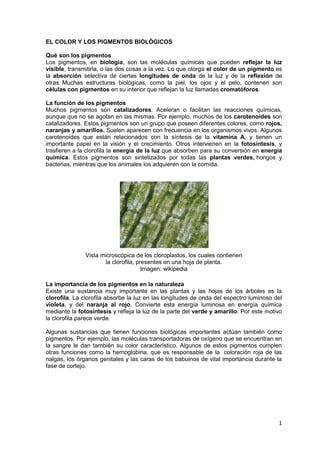 EL COLOR Y LOS PIGMENTOS BIOLÓGICOS

Qué son los pigmentos
Los pigmentos, en biología, son las moléculas químicas que pueden reflejar la luz
visible, transmitirla, o las dos cosas a la vez. Lo que otorga el color de un pigmento es
la absorción selectiva de ciertas longitudes de onda de la luz y de la reflexión de
otras. Muchas estructuras biológicas, como la piel, los ojos y el pelo, contenen son
células con pigmentos en su interior que reflejan la luz llamadas cromatóforos.

La función de los pigmentos
Muchos pigmentos son catalizadores. Aceleran o facilitan las reacciones químicas,
aunque que no se agotan en las mismas. Por ejemplo, muchos de los carotenoides son
catalizadores. Estos pigmentos son un grupo que poseen diferentes colores, como rojos,
naranjas y amarillos. Suelen aparecen con frecuencia en los organismos vivos. Algunos
carotenoides que están relacionados con la síntesis de la vitamina A, y tienen un
importante papel en la visión y el crecimiento. Otros intervienen en la fotosíntesis, y
trasfieren a la clorofila la energía de la luz que absorben para su conversión en energía
química. Estos pigmentos son sintetizados por todas las plantas verdes, hongos y
bacterias, mientras que los animales los adquieren con la comida.




               Vista microscópica de los cloroplastos, los cuales contienen
                      la clorofila, presentes en una hoja de planta.
                                      Imagen: wikipedia

La importancia de los pigmentos en la naturaleza
Existe una sustancia muy importante en las plantas y las hojas de los árboles es la
clorofila. La clorofila absorbe la luz en las longitudes de onda del espectro luminoso del
violeta, y del naranja al rojo. Convierte esta energía luminosa en energía química
mediante la fotosíntesis y refleja la luz de la parte del verde y amarillo. Por este motivo
la clorofila parece verde.

Algunas sustancias que tienen funciones biológicas importantes actúan también como
pigmentos. Por ejemplo, las moléculas transportadoras de oxígeno que se encuentran en
la sangre le dan también su color característico. Algunos de estos pigmentos cumplen
otras funciones como la hemoglobina, que es responsable de la coloración roja de las
nalgas, los órganos genitales y las caras de los babuinos de vital importancia durante la
fase de cortejo.




                                                                                         1
 