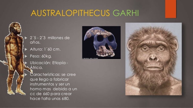 Картинки по запросу australopithecus garhi