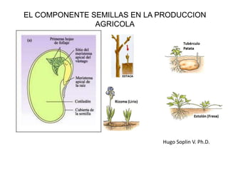 EL COMPONENTE SEMILLAS EN LA PRODUCCION
AGRICOLA
Hugo Soplin V. Ph.D.
 