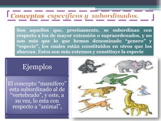 Son aquellos que, precisamente, se subordinan con
   respecto a los de mayor extensión o supraordenados, y no
   son más que lo que hemos denominado “genero” y
   “especie”, los cuales están constituidos en otros que los
   abarcan. Estos son más extensos y constituye la especie


     Ejemplos

El concepto “mamífero”
esta subordinado al de
 “vertebrado”, y este, a
   su vez, lo esta con
  respecto a “animal”,
 