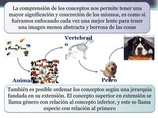 La comprensión de los conceptos nos permite tener una
mayor significación y concreción de los mismos, es como si
 fuéramos enfocando cada vez una mejor lente para tener
    una imagen menos abstracta y borrosa de las cosas

                         Vertebrad
                         o




  Animal                                 Perro
También es posible ordenar los conceptos según una jerarquía
fundada en su extensión. El concepto superior en extensión se
llama género con relación al concepto inferior, y este se llama
               especie con relación al primero
 