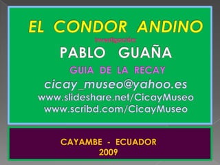 EL  CONDOR  ANDINOInvestigación: PABLO   GUAÑAGUIA  DE  LA  RECAYcicay_museo@yahoo.eswww.slideshare.net/CicayMuseowww.scribd.com/CicayMuseo                     CAYAMBE  -  ECUADOR                                     2009 
