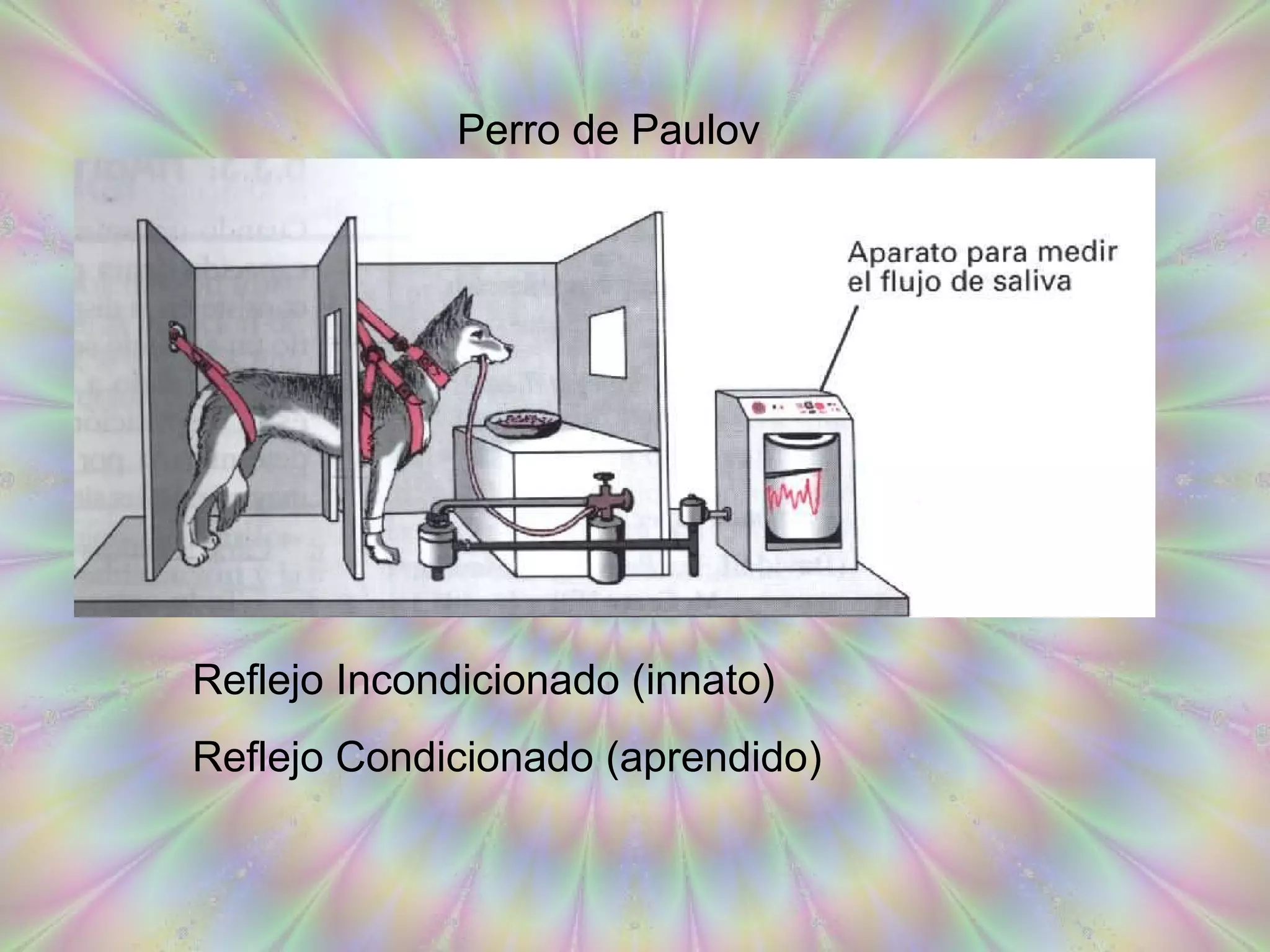 Perro de Paulov Reflejo Incondicionado (innato) Reflejo Condicionado (aprendido) 