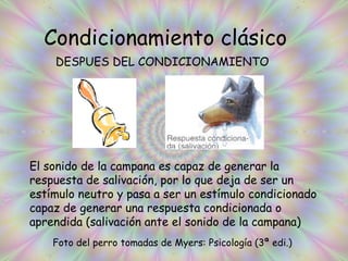 Condicionamiento clásico DESPUES DEL CONDICIONAMIENTO El sonido de la campana es capaz de generar la respuesta de salivación, por lo que deja de ser un estímulo neutro y pasa a ser un estímulo condicionado capaz de generar una respuesta condicionada o aprendida (salivación ante el sonido de la campana) Foto del perro tomadas de Myers: Psicología (3ª edi.) 