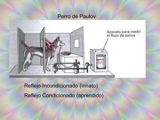 Perro de Paulov Reflejo Incondicionado (innato) Reflejo Condicionado (aprendido) 