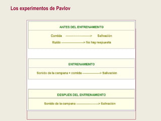 Los experimentos de Pavlov
 