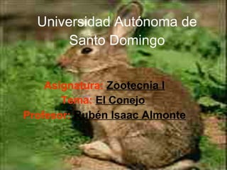 Universidad Autónoma de Santo Domingo Asignatura:   Zootecnia I Tema:   El Conejo   Profesor:   Rubén Isaac Almonte 