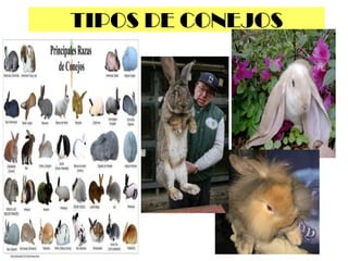 TIPOS DE CONEJOS