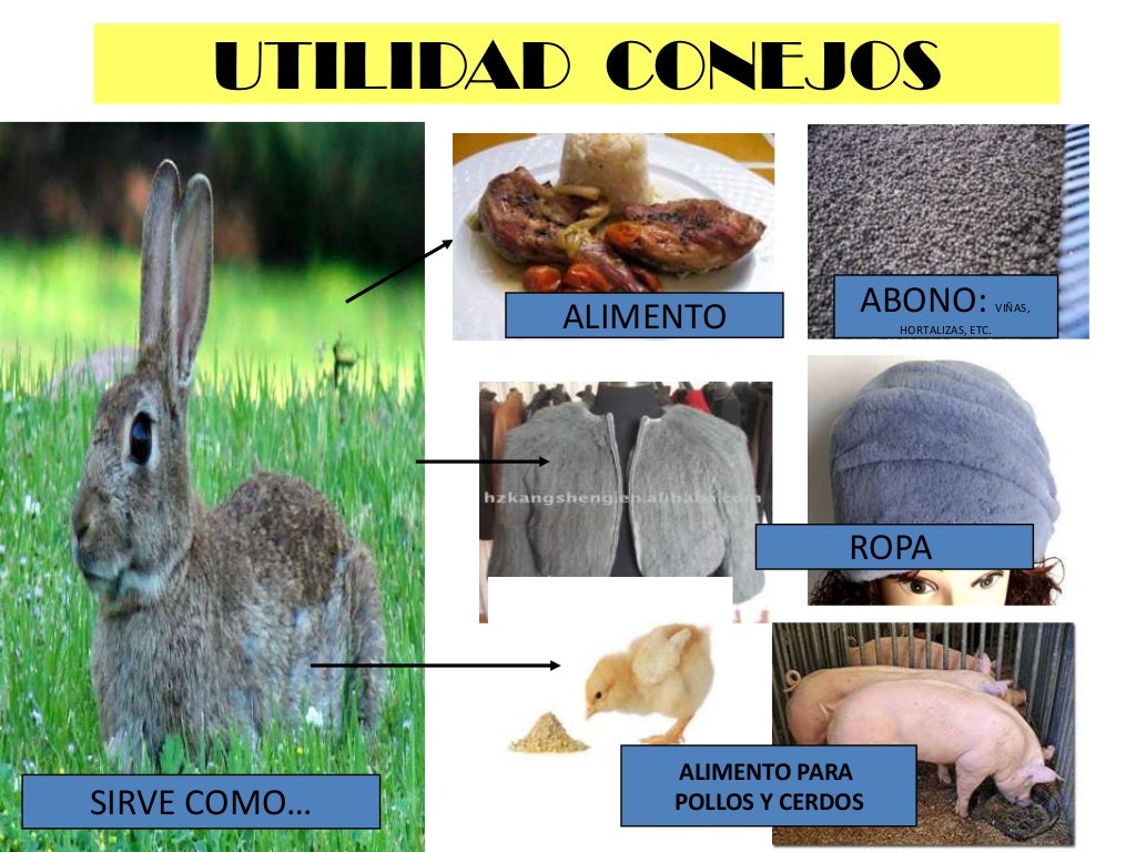 El conejo 1