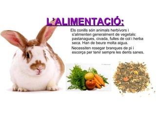 L’ALIMENTACIÓ:
Els conills són animals herbívors i
s'alimenten generalment de vegetals:
pastanagues, civada, fulles de col i herba
seca. Han de beure molta aigua.
Necessiten rosegar branques de pi i
escorça per tenir sempre les dents sanes.

 