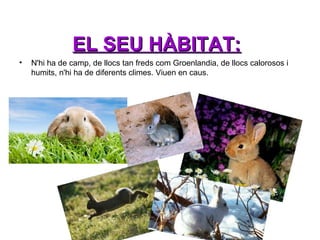 EL SEU HÀBITAT:
•

N'hi ha de camp, de llocs tan freds com Groenlandia, de llocs calorosos i
humits, n'hi ha de diferents climes. Viuen en caus.

 