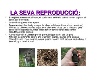 LA SEVA REPRODUCCIÓ:
•
•
•

•

Es reprodueixen sexualment, el conill salta sobre la conilla i quan copula, el
conill cau de costat.
La conilla triga un mes a parir.
Té entre dos i deu llorigons(que és el nom dels conills acabats de néixer)
N’hi ha de diferents races. Algunes d'elles són races per a mascota pels
seus colors i grandària, unes altres tenen certes curiositats com la
grandària de les orelles.
Altres espècies s'utilitzen per la producció(de carn, pell i/o pèl)
N’hi han de diferents colors: De totalment blancs, blancs amb puntes
(d'orelles, nas i cua) negres, cafès, grisos, blancs amb taques, cafès tirant a
vermell, gris tirant a blau...

 