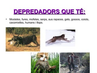 DEPREDADORS QUE TÉ:
•

Mosteles, fures, mofetes, serps, aus rapaces, gats, gossos, coiots,
cacomixtles, humans i llops.

 