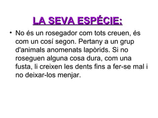 LA SEVA ESPÉCIE:
• No és un rosegador com tots creuen, és
com un cosí segon. Pertany a un grup
d'animals anomenats lapòrids. Si no
roseguen alguna cosa dura, com una
fusta, li creixen les dents fins a fer-se mal i
no deixar-los menjar.

 