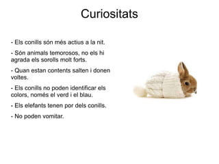Curiositats 
- Els conills són més actius a la nit. 
- Són animals temorosos, no els hi 
agrada els sorolls molt forts. 
- Quan estan contents salten i donen 
voltes. 
- Els conills no poden identificar els 
colors, només el verd i el blau. 
- Els elefants tenen por dels conills. 
- No poden vomitar. 
 