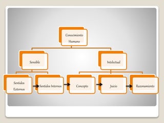 Conocimiento
Humano
Sensible
Sentidos
Externos
Sentidos Internos
Intelectual
Concepto Juicio Razonamiento
 