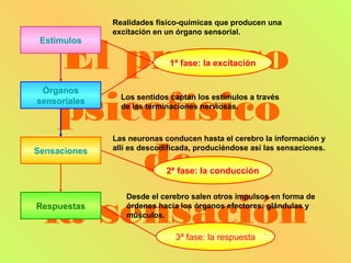 Realidades fisíco-químicas que producen una
              excitación en un órgano sensorial.



   El proceso
 Estímulos

                             1ª fase: la excitación




   psicofísico
 Órganos
                Los sentidos captan los estímulos a través
sensoriales
                de las terminaciones nerviosas.




       de
              Las neuronas conducen hasta el cerebro la información y
Sensaciones   allí es descodificada, produciéndose así las sensaciones.

                            2ª fase: la conducción




  la sensación
                 Desde el cerebro salen otros impulsos en forma de
Respuestas       órdenes hacia los órganos efectores: glándulas y
                 músculos.

                              3ª fase: la respuesta
 