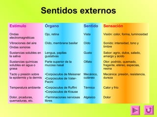 Sentidos externos
Estímulo                   Órgano                     Sentido     Sensación

Ondas                      Ojo, retina                Vista       Visión: color, forma, luminosidad
electromagnéticas
Vibraciones del aire       Oído, membrana basilar     Oído        Sonido: intensidad, tono y
Ondas sonoras                                                     timbre

Sustancias solubles en     Lengua, papilas            Gusto       Sabor: agrio, dulce, salado,
la saliva                  gustativas                             amargo y ácido
Sustancias químicas        Parte superior de la       Olfato      Olor: podrido, quemado,
solubles en agua o         mucosa nasal                           fragante, etéreo, especias,
grasa                                                             resina
Tacto y presión sobre      •Corpúsculos de Meissner   Mecánico,   Mecánica: presión, resistencia,
la epidermis y la dermis   •Corpúsculos de Vater-     cutáneo     dureza
                           Pacini
Temperatura ambiente       •Corpúsculos de Ruffini    Térmico     Calor y frío
                           •Corpúsculos de Krause
Dolor, picaduras,          •Terminaciones nerviosas   Algésico    Dolor
quemaduras, etc.           libres
 