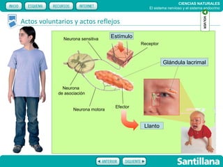 CIENCIAS NATURALES
                                                  El sistema nervioso y el sistema endocrino




                                                                                  VOLVER
Actos voluntarios y actos reflejos

              Neurona sensitiva
                                    Estímulo
                                               Receptor



                                                          Glándula lacrimal



              Neurona
            de asociación


                                     Efector
                   Neurona motora


                                                Llanto
 