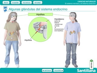 CIENCIAS NATURALES
                                                      El sistema nervioso y el sistema endocrino


Algunas glándulas del sistema endocrino
                      Hipófisis

                                  Hipotálamo
                                  (parte del
                                  sistema
                                   nervioso que
                                  controla
                                   el
                                  funcionamiento
                                  de la hipófisis).




          Hipófisis




                                                                                         VOLVER
 