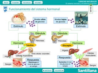 CIENCIAS NATURALES
                                                                  El sistema nervioso y el sistema endocrino




                                                                                                   VOLVER
    Funcionamiento del sistema hormonal


                                Niveles altos         Niveles bajos
                                 de glucosa            de glucosa

         Estímulo                                                               Estímulo

                                 Glándula                Glándula

                                 Páncreas                Páncreas
         Hormona                                                             Hormona
                     Insulina                                 Glucagón

                                                              Hígado
                           Otras células corporales                                           Células
          Células musculares                                                                 musculares
Hígado
                                                          Respuesta
                      Respuesta
                       Disminuye el                       Aumenta el nivel
Sangre                nivel de glucosa                     de glucosa en
                         en sangre                            sangre                              Sangre
 