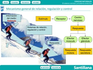 CIENCIAS NATURALES
                                                    El sistema nervioso y el sistema endocrino


Mecanismo general de relación, regulación y control

Información
 del medio:                                                          Centro
                            Estímulo          Receptor
  Estímulo                                                          nervioso

                Sistemas de relación,
                                                                  Respuesta
                regulación y control



                                                         Efector               Efector
                                                         músculo              glándula
                                        Respuesta


                                                       Respuesta            Respuesta
                                                        motora              secretora
 