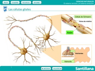 CIENCIAS NATURALES
                      El sistema nervioso y el sistema endocrino



Las células gliales

                                     Célula de Schwann

                                           Vaina de mielina




                          Axón




                                      Nutrientes




                       Astrocito
 