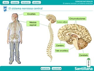 CIENCIAS NATURALES
                                       El sistema nervioso y el sistema endocrino


El sistema nervioso central
              Encéfalo

                                                 Circunvoluciones
                Médula         Cuerpo calloso

                espinal




                               Cerebro

                              Tallo encefálico

                                                              Cerebelo




                                                                          VOLVER
 