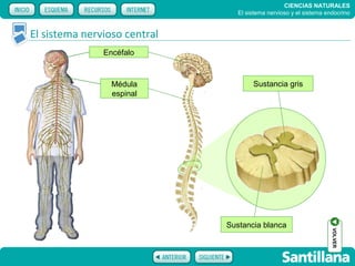 CIENCIAS NATURALES
                                 El sistema nervioso y el sistema endocrino


El sistema nervioso central
               Encéfalo



                 Médula               Sustancia gris
                 espinal




                              Sustancia blanca




                                                                    VOLVER
 
