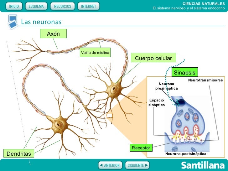 El control neuroendocrino