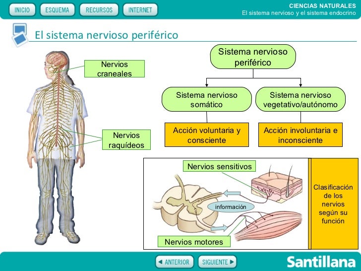 El control neuroendocrino