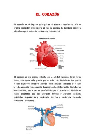 EL  CORAZÓN El corazón es el órgano principal en el sistema circulatorio. Es un órgano muscular involuntario el cual se encarga de bombear sangre a todo el cuerpo a través de las venas y las arterias. 1263015163195 9772652076450El corazón es un órgano situado en la cavidad torácica, tiene forma cónica, es un poco más grande que un puño, está dividido en dos partes: el ladi izquierdo conocido también como corazón izquierdo y el lado derecho conocido como corazón derecho; ambos lados están divididos en  dos cavidades, por lo que se podría decir que el corazón está dividido en cuatro cavidades que son aurícula derecha y aurícula izquierda (cavidades superiores) y ventrículo derecho y ventrículo izquierdo (cavidades inferiores). Tipos de Circulación La circulación mayor, que transporta la sangre del ventrículo izquierdo del corazón a todos los órganos y la vuelve a llevar a la aurícula derecha. Se le  llama  circulación de nutrición, porque tiene por objeto nutrir todos los órganos del cuerpo La circulación menor, que transporta la sangre del ventrículo derecho a los pulmones y la trae de nuevo a la aurícula izquierda del corazón. Se llama circulación de hematosis, porque tiene por objeto oxigenar la sangre.  910590241935 