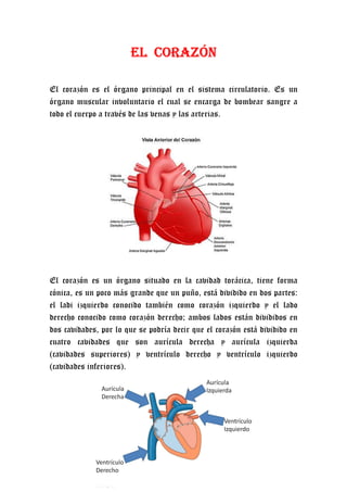 EL CORAZÓN

El corazón es el órgano principal en el sistema circulatorio. Es un
órgano muscular involuntario el cual se encarga de bombear sangre a
todo el cuerpo a través de las venas y las arterias.




El corazón es un órgano situado en la cavidad torácica, tiene forma
cónica, es un poco más grande que un puño, está dividido en dos partes:
el ladi izquierdo conocido también como corazón izquierdo y el lado
derecho conocido como corazón derecho; ambos lados están divididos en
dos cavidades, por lo que se podría decir que el corazón está dividido en
cuatro cavidades que son aurícula derecha y aurícula izquierda
(cavidades superiores) y ventrículo derecho y ventrículo izquierdo
(cavidades inferiores).
 