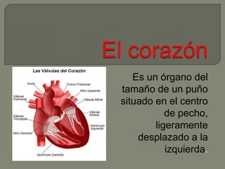 El corazón Es un órgano del tamaño de un puño  situado en el centro de pecho, ligeramente desplazado a la izquierda.  