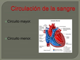 Circulación de la sangre Circuito mayor.                               Circuito menor.