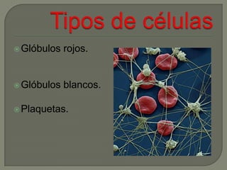 Tipos de célulasGlóbulos rojos.Glóbulos blancos.Plaquetas.