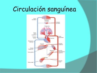 Circulación sanguínea