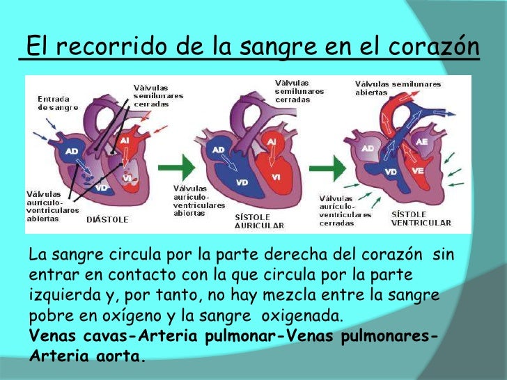 El CorazóN