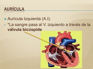 AURÍCULA

   Aurícula Izquierda (A.I).
   *La sangre pasa al V. izquierdo a través de la
    válvula bicúspide
 