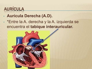 AURÍCULA
•   Aurícula Derecha (A.D).
•   *Entre la A. derecha y la A. izquierda se
    encuentra el tabique interauricular.
 