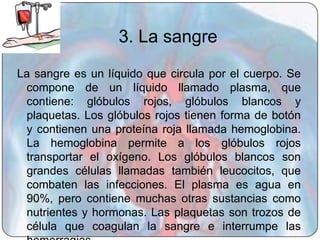 3. La sangre
La sangre es un líquido que circula por el cuerpo. Se
 compone de un líquido llamado plasma, que
 contiene: glóbulos rojos, glóbulos blancos y
 plaquetas. Los glóbulos rojos tienen forma de botón
 y contienen una proteína roja llamada hemoglobina.
 La hemoglobina permite a los glóbulos rojos
 transportar el oxígeno. Los glóbulos blancos son
 grandes células llamadas también leucocitos, que
 combaten las infecciones. El plasma es agua en
 90%, pero contiene muchas otras sustancias como
 nutrientes y hormonas. Las plaquetas son trozos de
 célula que coagulan la sangre e interrumpe las
 