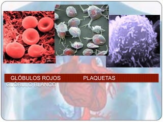 GLÓBULOS ROJOS   PLAQUETAS
GLÓBULO BLANCO
 