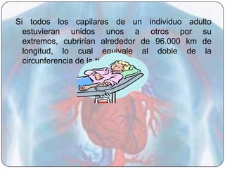 Si todos los capilares de un individuo adulto
  estuvieran unidos unos a otros por su
  extremos, cubrirían alrededor de 96.000 km de
  longitud, lo cual equivale al doble de la
  circunferencia de la tierra.
 