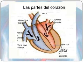 Las partes del corazón
                Aorta


 Vena cava              Aurícula
 superior               derecha




Aurícul
a
izquierd
a

Vena cava                      Ventrícul
inferior.                      o
                               derecho
                             Ventrícul
                             o
                             izquierdo
 