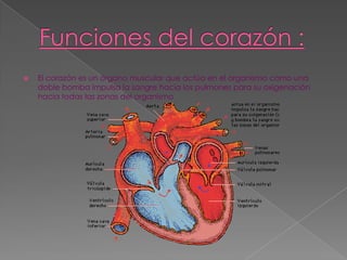 Funciones del corazón :El corazón es un órgano muscular que actúa en el organismo como una doble bomba impulsa la sangre hacia los pulmones para su oxigenación hacia todas las zonas del organismo 