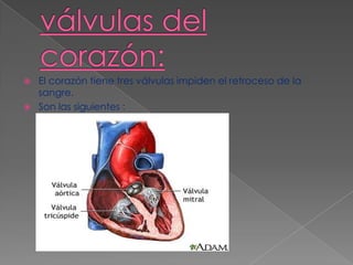 válvulas del corazón:El corazón tiene tres válvulas impiden el retroceso de la sangre.Son las siguientes : 