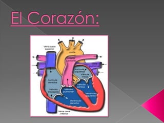 El Corazon Layout El Corazon | PPTX