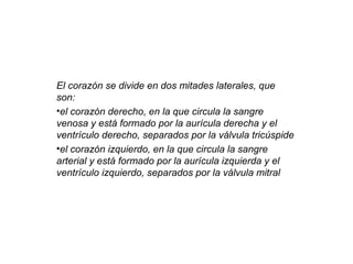 El corazón se divide en dos mitades laterales, que
son:
•el corazón derecho, en la que circula la sangre
venosa y está formado por la aurícula derecha y el
ventrículo derecho, separados por la válvula tricúspide
•el corazón izquierdo, en la que circula la sangre
arterial y está formado por la aurícula izquierda y el
ventrículo izquierdo, separados por la válvula mitral
 