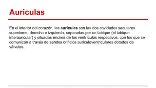 Auriculas
En el interior del corazón, las aurículas son las dos cavidades saculares
superiores, derecha e izquierda, separadas por un tabique (el tabique
interauricular) y situadas encima de los ventrículos respectivos, con los que se
comunican a través de sendos orificios auriculoventriculares dotados de
válvulas.
 